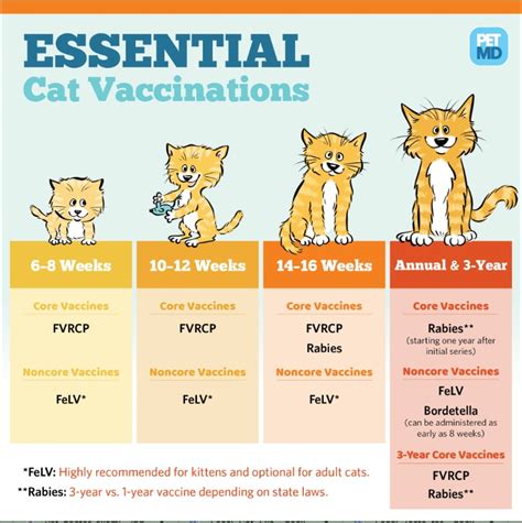 core vaccines for kittens